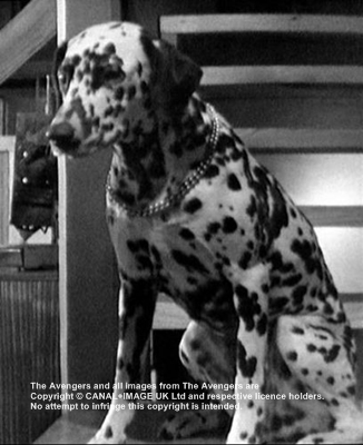 Freckles - Steed's second dog in series 2